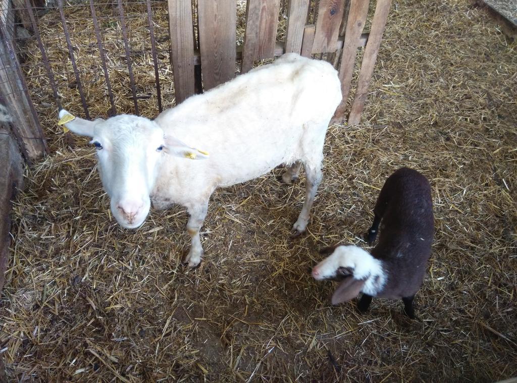 مبيت وإفطار Penna Sant'Andrea Agriturismo Za Beata المظهر الخارجي الصورة